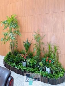 栖霞企业大厅绿植组合摆放