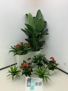 栖霞办公室花卉绿植租摆简约组合